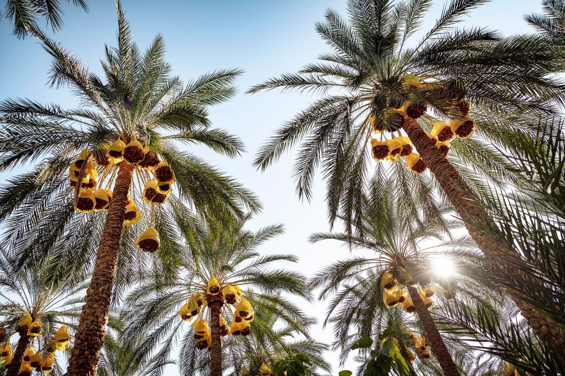Sonnenbeschienene Dattelpalmen in der algerischen Sahara