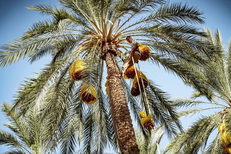 Ernte der Dattelrispen von der Palme
