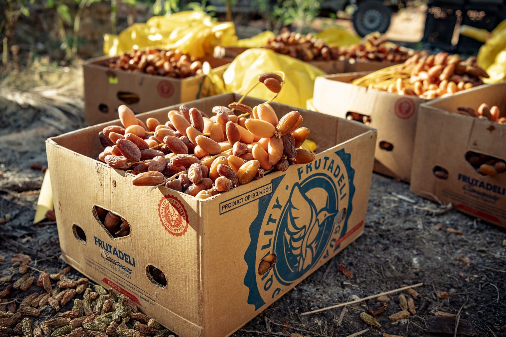 Frische Datteln in Kisten